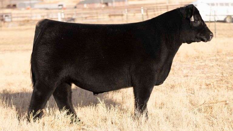 TAG 119 STEER