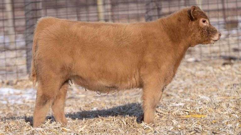 TAG 61 HEIFER