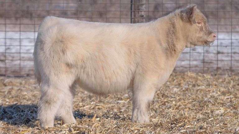 TAG 66 STEER