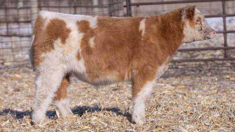 TAG 43 STEER