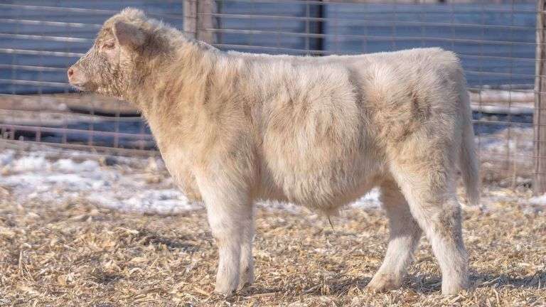 TAG 67 STEER