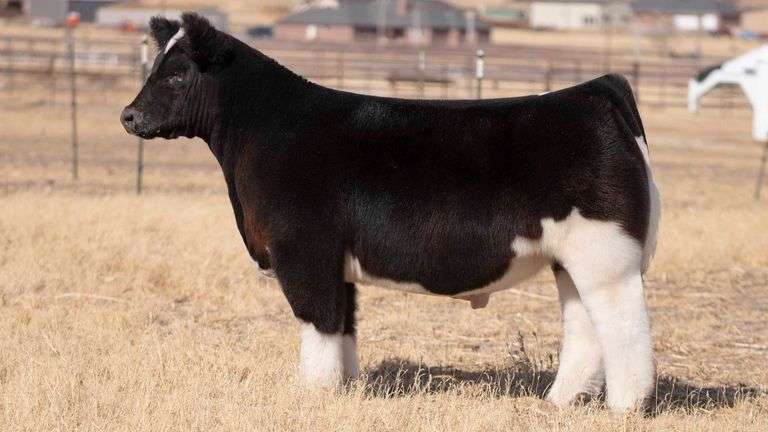 TAG 107 STEER