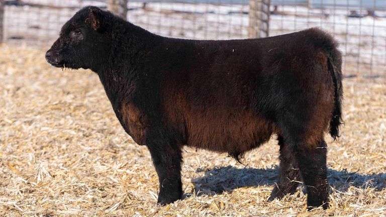 TAG 69 STEER
