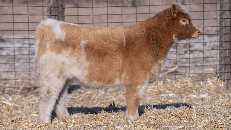 TAG 45 HEIFER