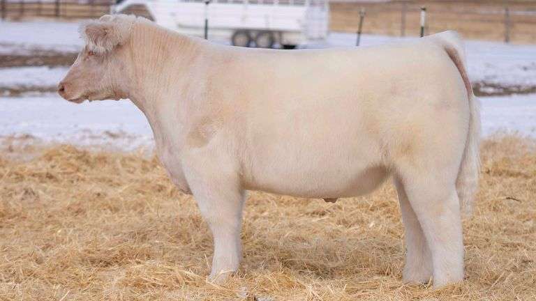 TAG 117 STEER
