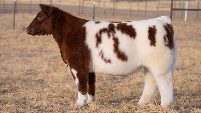 TAG 105 STEER
