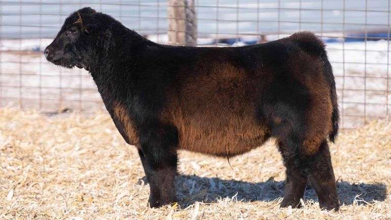 TAG 68 STEER