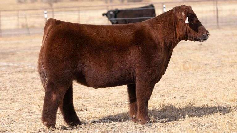 TAG 115 STEER