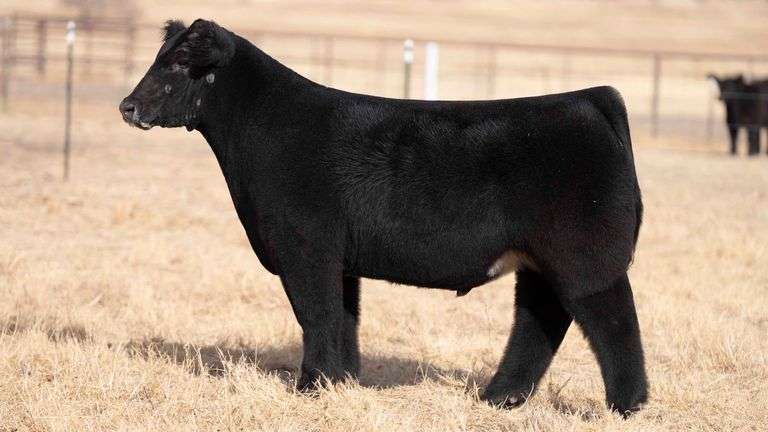 TAG 108 STEER