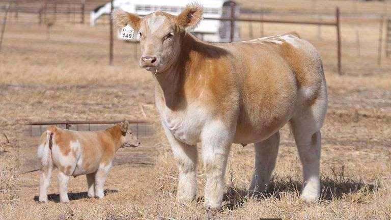 TAG 148 STEER