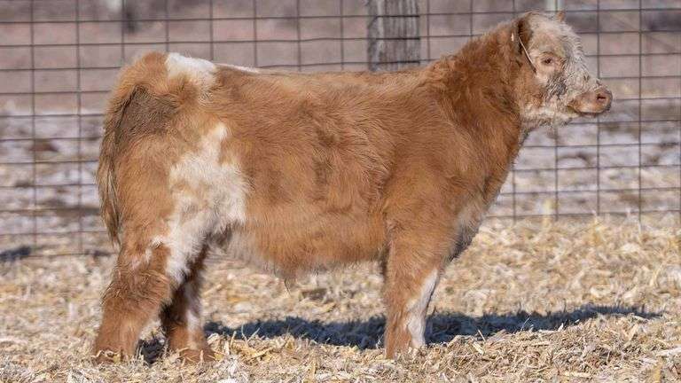 TAG 32 STEER