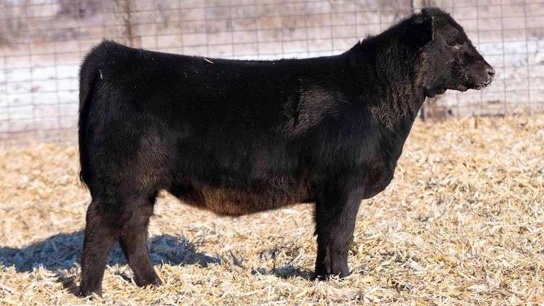 TAG PB ANGUS HEIFER