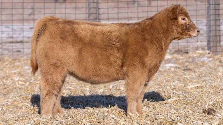 TAG 44 HEIFER