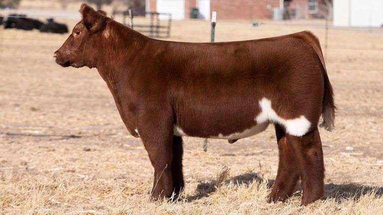 TAG 147 STEER