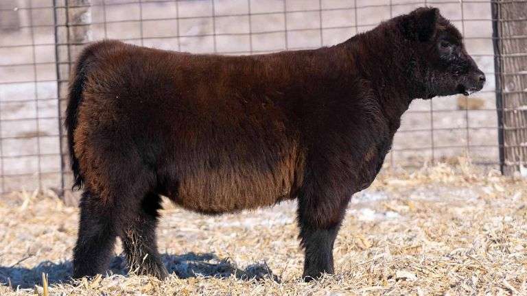 TAG 40 HEIFER