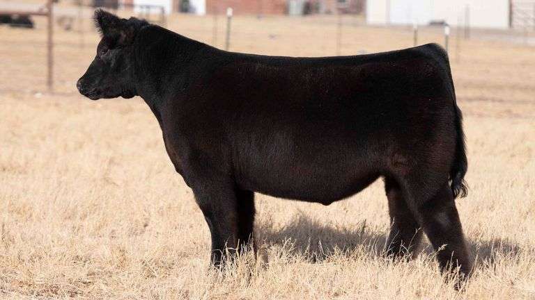 TAG 110 STEER