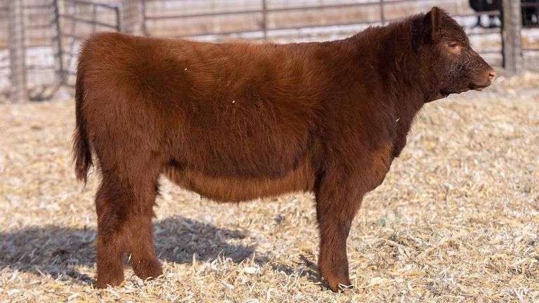 TAG 42 HEIFER