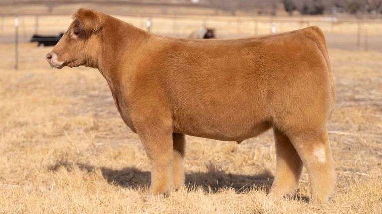 TAG 150 STEER