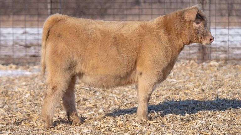 TAG 41 HEIFER