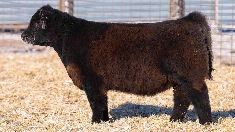 TAG 48 HEIFER
