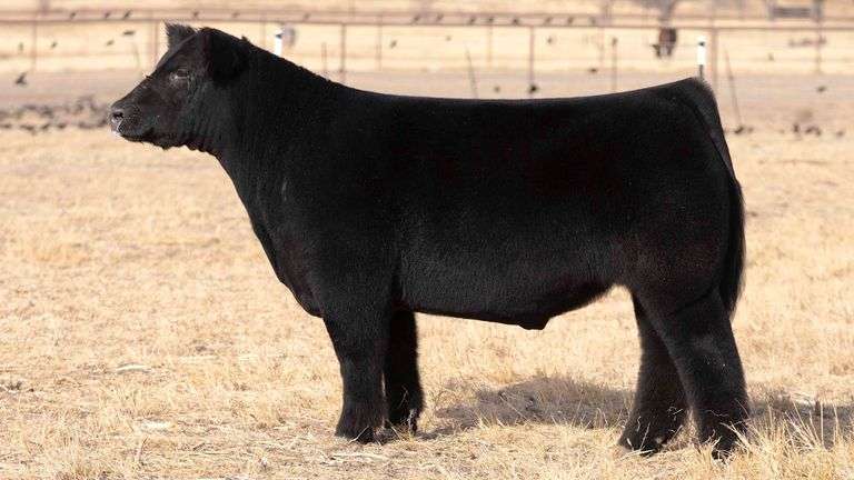 TAG 131 STEER