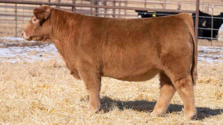 TAG 156 STEER