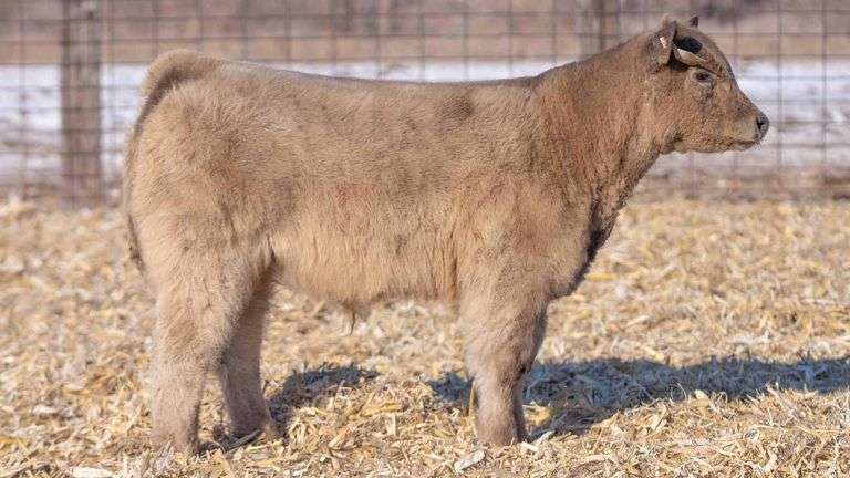 TAG 63 STEER