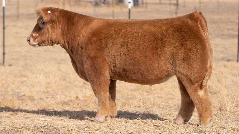 TAG 111 STEER