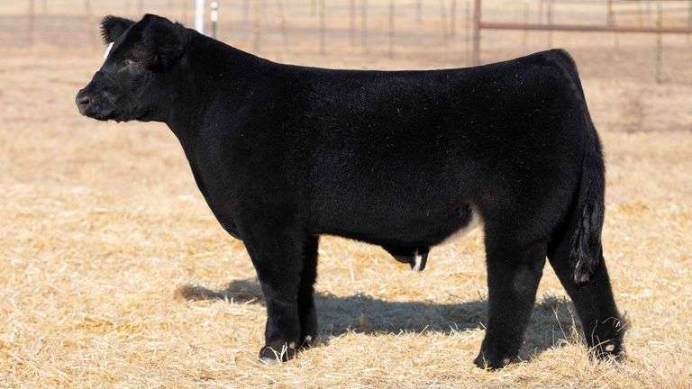 TAG 113 STEER