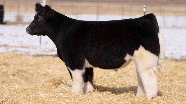 TAG 132 STEER