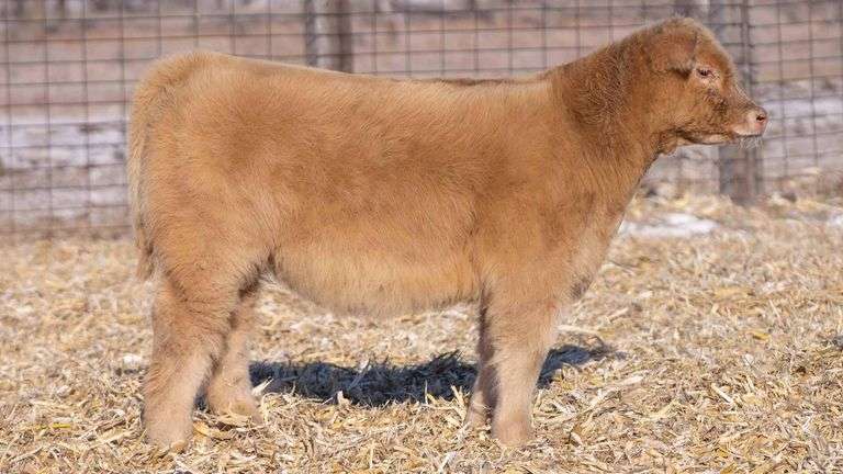TAG 35 HEIFER