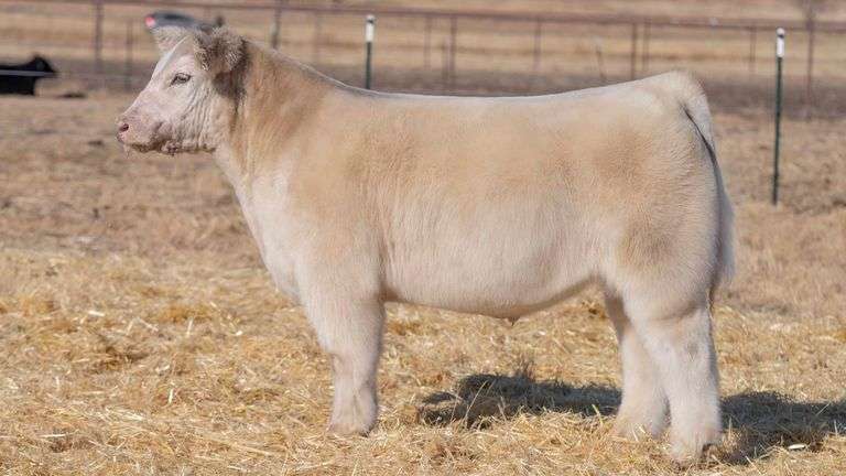 TAG 114 STEER