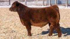 TAG 62 STEER