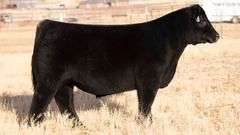 TAG 119 STEER