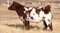TAG 123 STEER