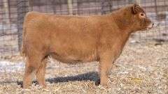 TAG 61 HEIFER