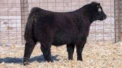TAG 39 STEER