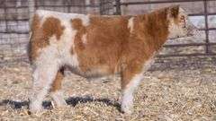 TAG 43 STEER