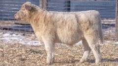 TAG 67 STEER