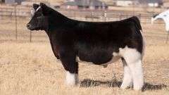 TAG 107 STEER