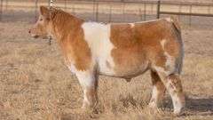 TAG 120 STEER