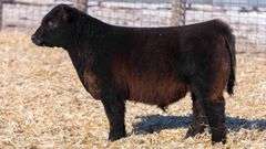TAG 69 STEER
