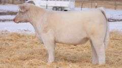 TAG 117 STEER