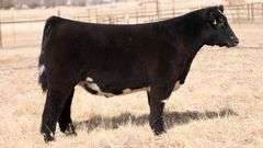 TAG 134 STEER