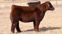 TAG 115 STEER