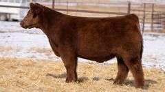 TAG 149 STEER