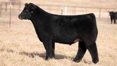 TAG 108 STEER