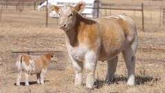 TAG 148 STEER