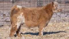 TAG 32 STEER