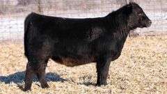 TAG PB ANGUS HEIFER